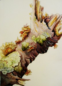 Nature Studies