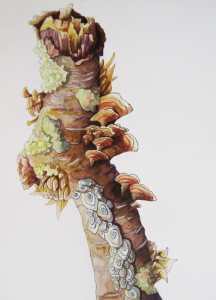 Nature Studies 2