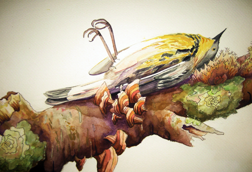 Nature Study 3